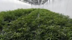 Cari Pemasok Bibit, Polda Bali Buru WNA ‘Mr. C’ Terlibat Kebun Ganja Hidroponik