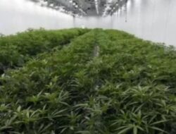 Cari Pemasok Bibit, Polda Bali Buru WNA ‘Mr. C’ Terlibat Kebun Ganja Hidroponik