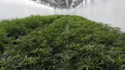 Cari Pemasok Bibit, Polda Bali Buru WNA ‘Mr. C’ Terlibat Kebun Ganja Hidroponik