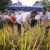 Panen Padi Gogo di Buha, AARS Dorong Ketahanan Pangan Daerah