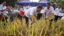 Panen Padi Gogo di Buha, AARS Dorong Ketahanan Pangan Daerah