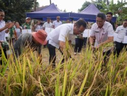 Panen Padi Gogo di Buha, AARS Dorong Ketahanan Pangan Daerah